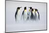 Group of Penguin. Group of Six King Penguins, Aptenodytes Patagonicus, Going from White Snow to Sea-Ondrej Prosicky-Mounted Photographic Print