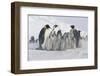 Group of Penguins-DLILLC-Framed Photographic Print