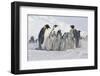 Group of Penguins-DLILLC-Framed Photographic Print