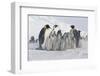 Group of Penguins-DLILLC-Framed Photographic Print