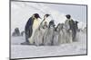 Group of Penguins-DLILLC-Mounted Photographic Print