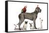 Group Of Pets - Dog, Cat, Bird, Reptile, Rabbit, Isolated On White-Life on White-Framed Stretched Canvas