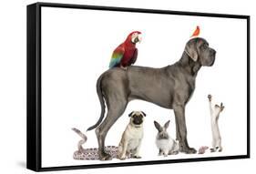 Group Of Pets - Dog, Cat, Bird, Reptile, Rabbit, Isolated On White-Life on White-Framed Stretched Canvas