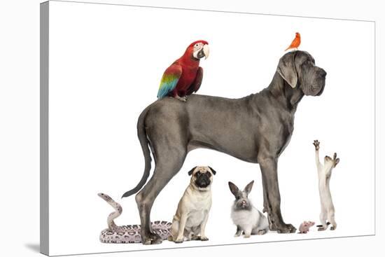 Group Of Pets - Dog, Cat, Bird, Reptile, Rabbit, Isolated On White-Life on White-Stretched Canvas