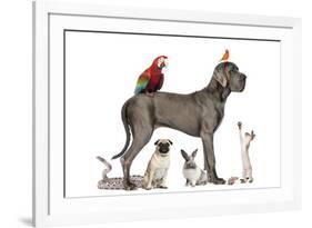 Group Of Pets - Dog, Cat, Bird, Reptile, Rabbit, Isolated On White-Life on White-Framed Photographic Print