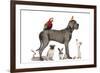 Group Of Pets - Dog, Cat, Bird, Reptile, Rabbit, Isolated On White-Life on White-Framed Photographic Print