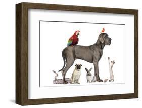 Group Of Pets - Dog, Cat, Bird, Reptile, Rabbit, Isolated On White-Life on White-Framed Photographic Print