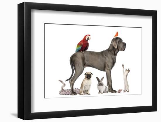 Group Of Pets - Dog, Cat, Bird, Reptile, Rabbit, Isolated On White-Life on White-Framed Photographic Print