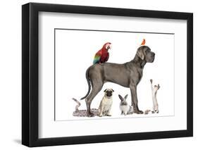 Group Of Pets - Dog, Cat, Bird, Reptile, Rabbit, Isolated On White-Life on White-Framed Photographic Print