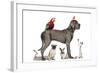 Group Of Pets - Dog, Cat, Bird, Reptile, Rabbit, Isolated On White-Life on White-Framed Photographic Print