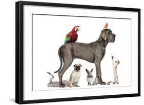 Group Of Pets - Dog, Cat, Bird, Reptile, Rabbit, Isolated On White-Life on White-Framed Photographic Print