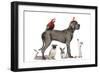 Group Of Pets - Dog, Cat, Bird, Reptile, Rabbit, Isolated On White-Life on White-Framed Photographic Print