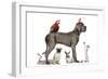 Group Of Pets - Dog, Cat, Bird, Reptile, Rabbit, Isolated On White-Life on White-Framed Photographic Print