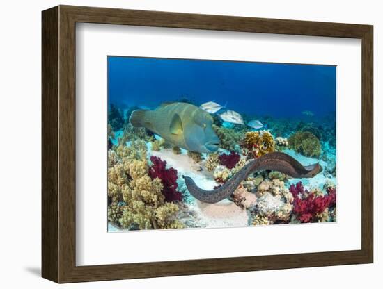 Group of Predators Hunting Together, in an Example of 'Nuclear Foraging'-Alex Mustard-Framed Photographic Print