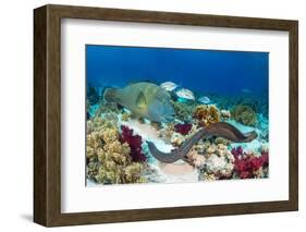 Group of Predators Hunting Together, in an Example of 'Nuclear Foraging'-Alex Mustard-Framed Photographic Print
