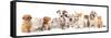 Group of Puppies and  Kitten of Different Breeds, Cat and Dog-Lilun-Framed Stretched Canvas