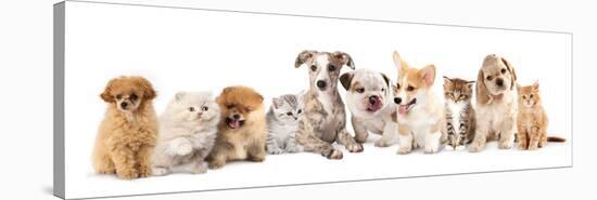 Group of Puppies and  Kitten of Different Breeds, Cat and Dog-Lilun-Stretched Canvas