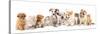 Group of Puppies and  Kitten of Different Breeds, Cat and Dog-Lilun-Stretched Canvas