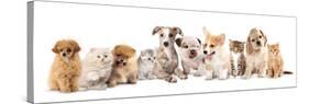 Group of Puppies and  Kitten of Different Breeds, Cat and Dog-Lilun-Stretched Canvas