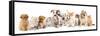Group of Puppies and  Kitten of Different Breeds, Cat and Dog-Lilun-Framed Stretched Canvas