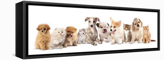 Group of Puppies and  Kitten of Different Breeds, Cat and Dog-Lilun-Framed Stretched Canvas