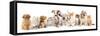 Group of Puppies and  Kitten of Different Breeds, Cat and Dog-Lilun-Framed Stretched Canvas