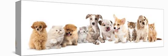 Group of Puppies and  Kitten of Different Breeds, Cat and Dog-Lilun-Stretched Canvas