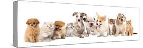 Group of Puppies and  Kitten of Different Breeds, Cat and Dog-Lilun-Stretched Canvas