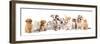 Group of Puppies and  Kitten of Different Breeds, Cat and Dog-Lilun-Framed Photographic Print