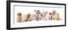 Group of Puppies and  Kitten of Different Breeds, Cat and Dog-Lilun-Framed Photographic Print