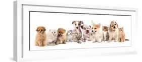 Group of Puppies and  Kitten of Different Breeds, Cat and Dog-Lilun-Framed Photographic Print