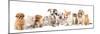 Group of Puppies and  Kitten of Different Breeds, Cat and Dog-Lilun-Mounted Photographic Print