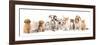 Group of Puppies and  Kitten of Different Breeds, Cat and Dog-Lilun-Framed Photographic Print