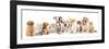 Group of Puppies and  Kitten of Different Breeds, Cat and Dog-Lilun-Framed Photographic Print