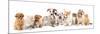 Group of Puppies and  Kitten of Different Breeds, Cat and Dog-Lilun-Mounted Photographic Print