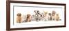 Group of Puppies and  Kitten of Different Breeds, Cat and Dog-Lilun-Framed Photographic Print