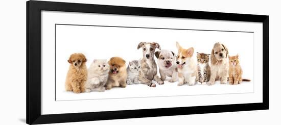 Group of Puppies and  Kitten of Different Breeds, Cat and Dog-Lilun-Framed Photographic Print