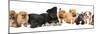 Group of  Puppies of Different Breeds-Lilun-Mounted Photographic Print