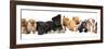 Group of  Puppies of Different Breeds-Lilun-Framed Photographic Print