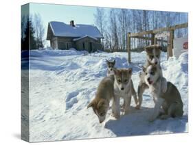 Group of Purebred Siberian Husky Pups at 8 Weeks at Vihari Kennels, Karelia, Finland, Scandinavia-Murray Louise-Stretched Canvas