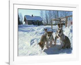 Group of Purebred Siberian Husky Pups at 8 Weeks at Vihari Kennels, Karelia, Finland, Scandinavia-Murray Louise-Framed Photographic Print