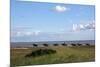 Group of riders in the Braderup Heath, Wenningstedt, Sylt, Schleswig Holstein, Germany-null-Mounted Art Print