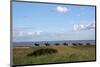 Group of riders in the Braderup Heath, Wenningstedt, Sylt, Schleswig Holstein, Germany-null-Mounted Art Print