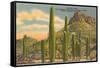 Group of Saguaro Cacti-null-Framed Stretched Canvas