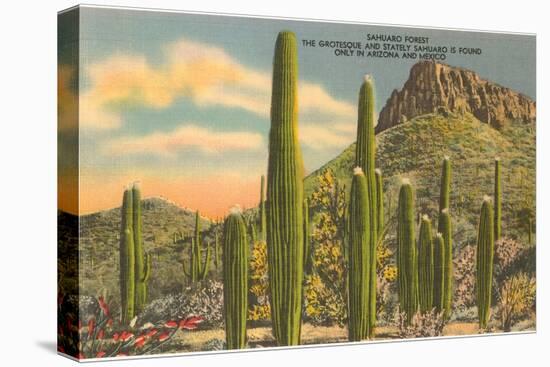 Group of Saguaro Cacti-null-Stretched Canvas