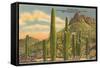 Group of Saguaro Cacti-null-Framed Stretched Canvas