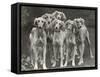 Group of Salukis Registered in Miss Doxford's First Litter by Sarona Kelb Ex Tazi of Ruritania Born-Thomas Fall-Framed Stretched Canvas