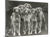 Group of Salukis Registered in Miss Doxford's First Litter by Sarona Kelb Ex Tazi of Ruritania Born-Thomas Fall-Mounted Photographic Print