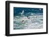 Group of Seagulls over Sea-muratart-Framed Photographic Print