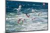 Group of Seagulls over Sea-muratart-Mounted Photographic Print